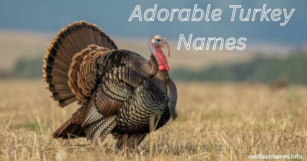 Adorable Turkey Names