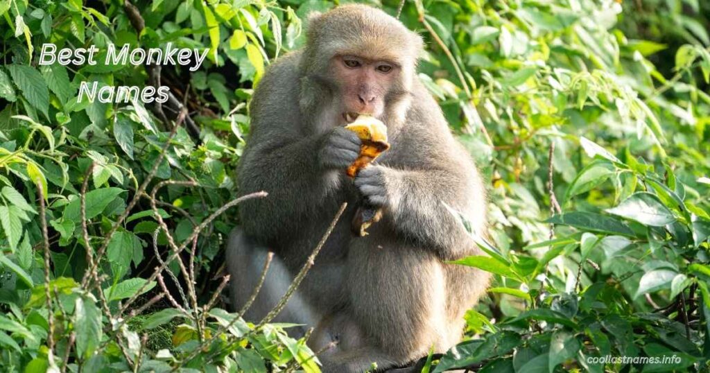 Best Monkey Names