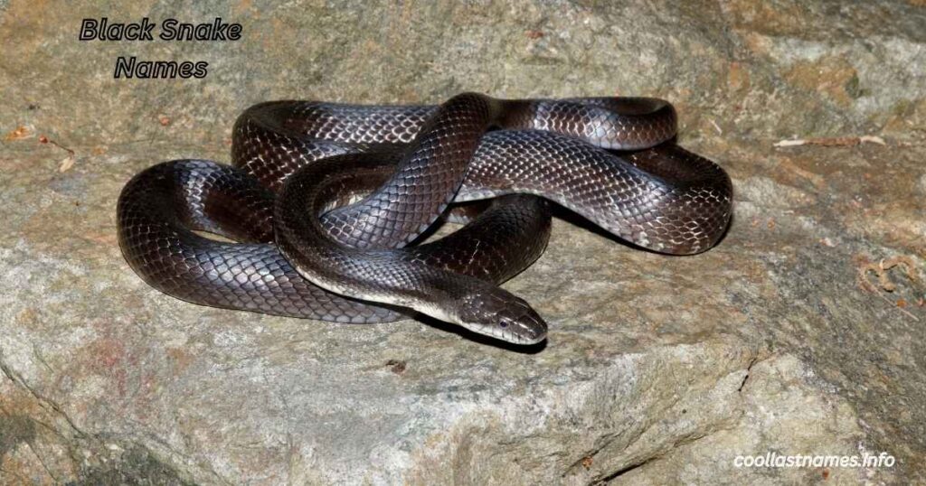 Black Snake Names