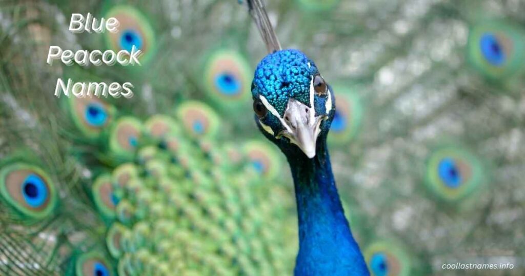 Blue Peacock Names