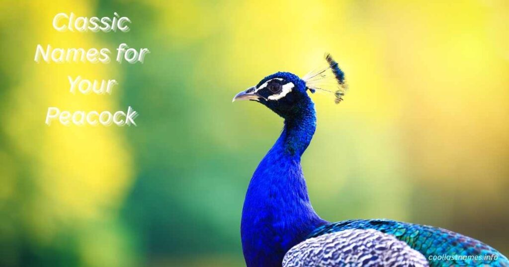 Classic Names for Your Peacock