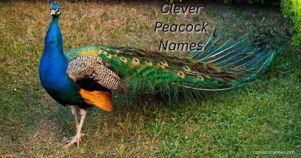 Clever Peacock Names