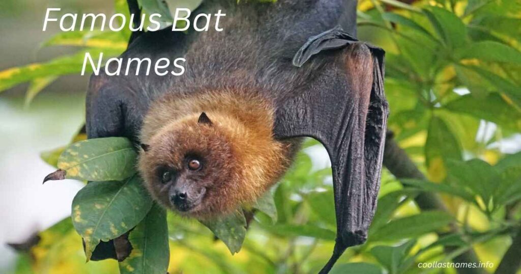 Famous Bat Names