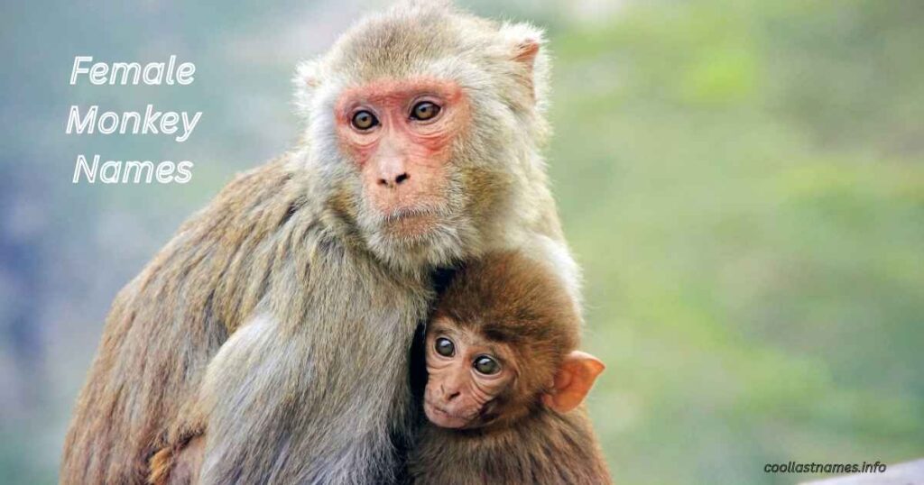 Female Monkey Names
