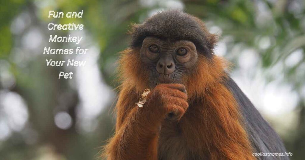 Fun and Creative Monkey Names for Your New Pet