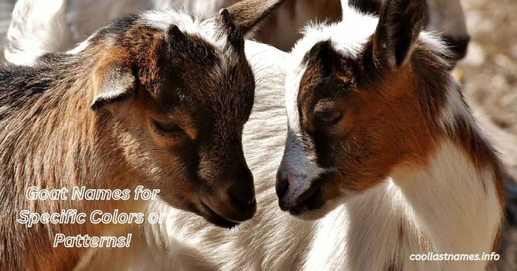 Goat Names for Specific Colors or Patterns!