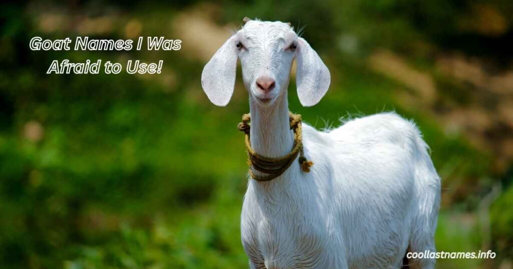 Goat Names I Was Afraid to Use!
