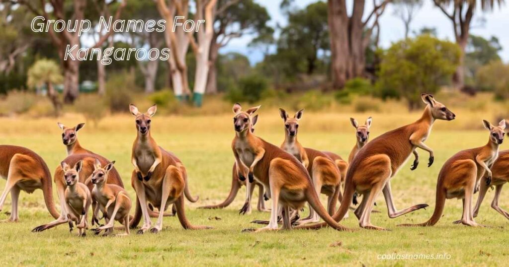 Group Names For Kangaroos