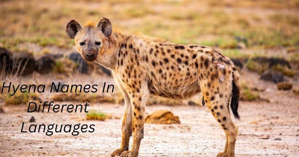 Hyena Names In Different Languages