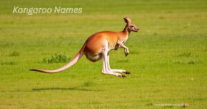 Kangaroo Names