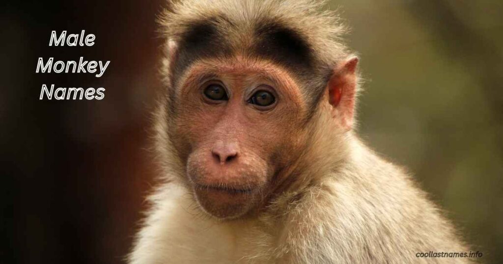 Male Monkey Names