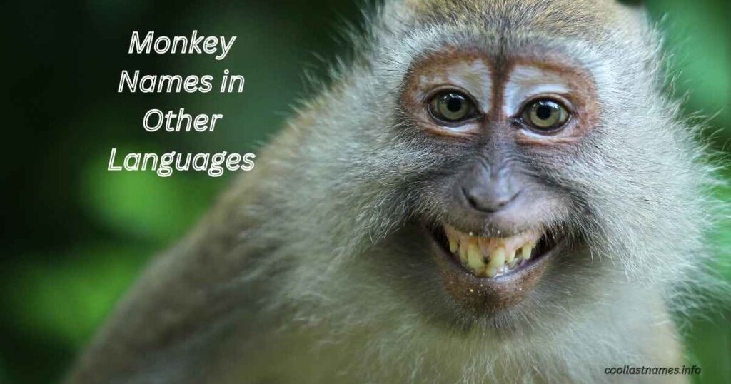 Monkey Names in Other Languages