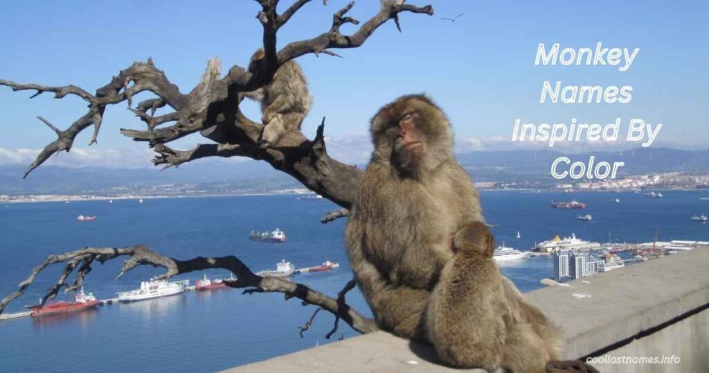 Monkey Names Inspired By Color