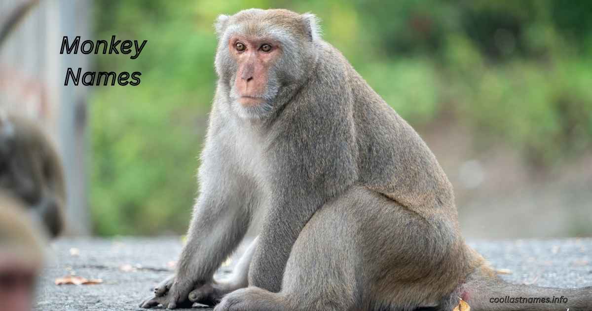 Monkey Names