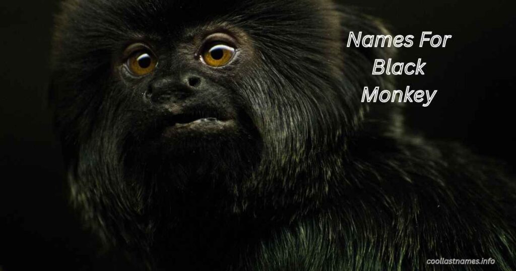 Names For Black Monkey