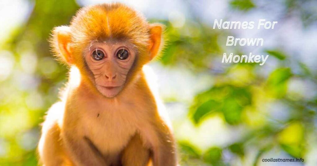 Names For Brown Monkey