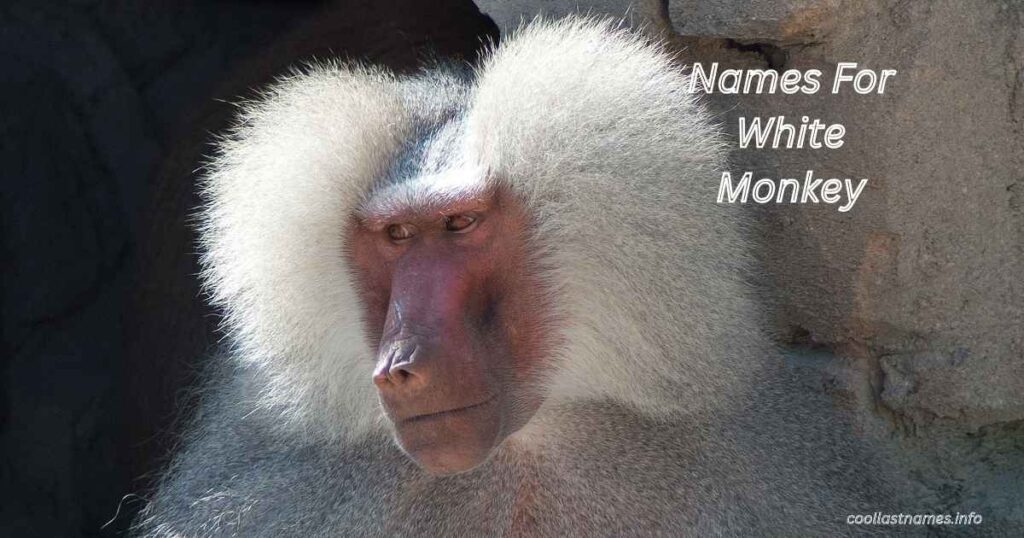Names For White Monkey