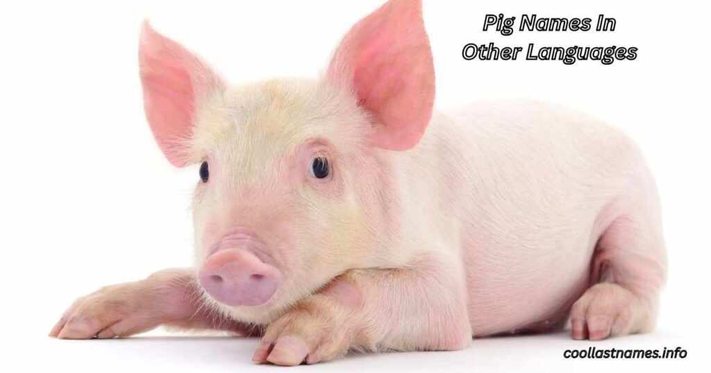 Pig Names In Other Languages
