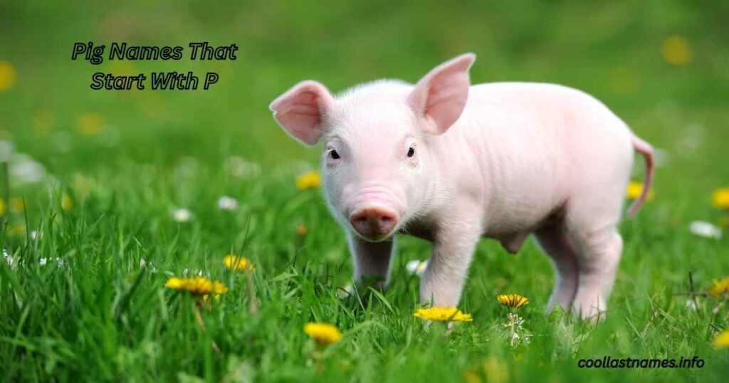 Pig Names That Start With P