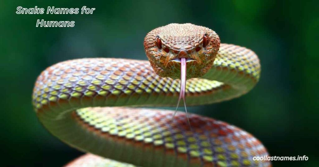 Snake Names for Humans