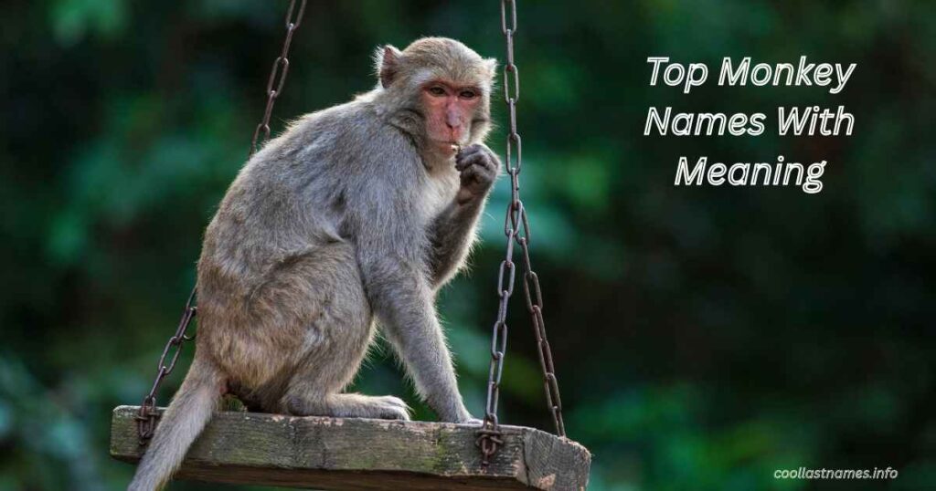 Top Monkey Names With Meaning