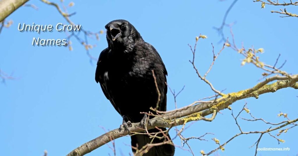 Unique Crow Names
