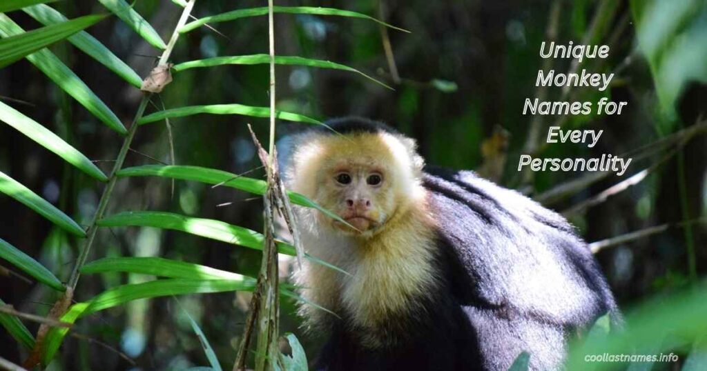 Unique Monkey Names for Every Personality