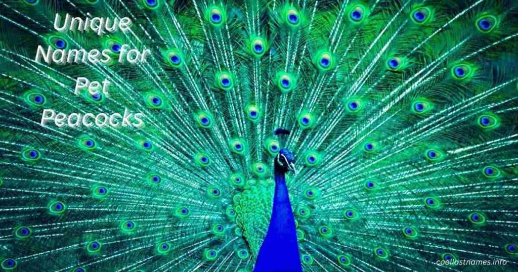 Unique Names for Pet Peacocks