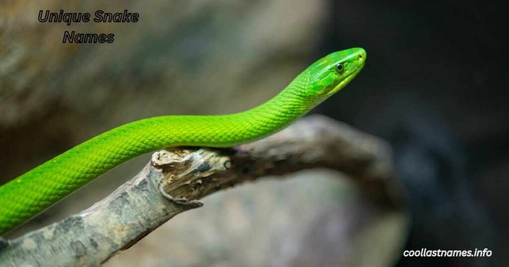 Unique Snake Names