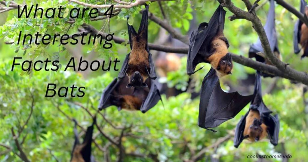 What are 4 Interesting Facts About Bats?