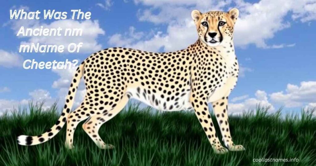 What Was The Ancient nm mName Of Cheetah?