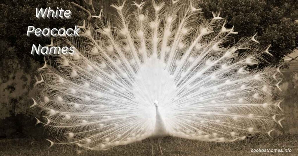 White Peacock Names